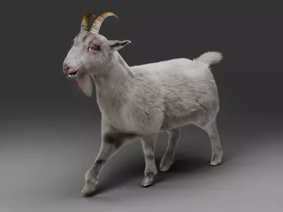Fur Goat 02 Rigged and Animation in Blender Low-poly 3D model