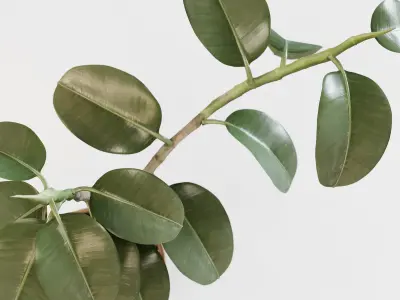 Ficus elastica 3D model