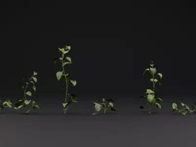 Epipremnum aureum 3D model