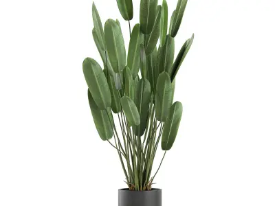 Strelitzia in a pot for the interior 738 3D model