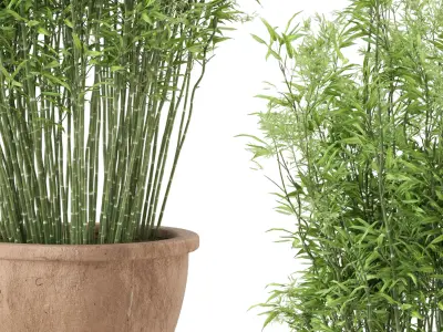 Outdoor Plants Bamboo in rusty Clay Pots - Set 10 3D model
