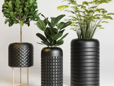  indoor plant pampas ficus rubbery dry tree concrete dirt vase 3D model