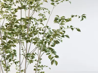 Fraxinus griffithii Tree 2 3D model