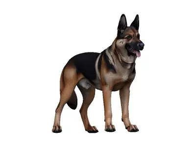 Germanshep Low-poly 3D model