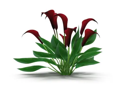Calla Lily purple 3D model