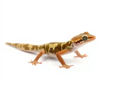 Vivid Gecko model pack Low-poly 3D model
