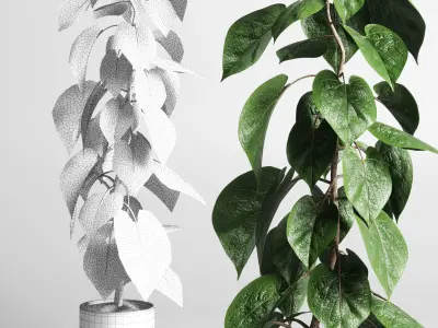 indoor plant of earthenware concrete vases 211 3D model