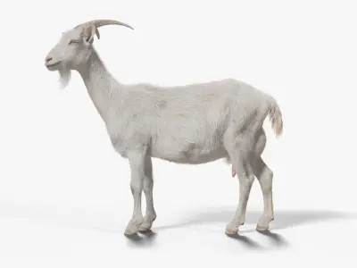 Goat 01 Animated VFX Grace 3D model
