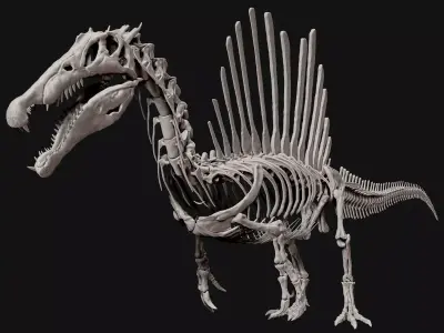 Dinosaur Spinosaurus Full Skeleton Sculpt Model 3D model