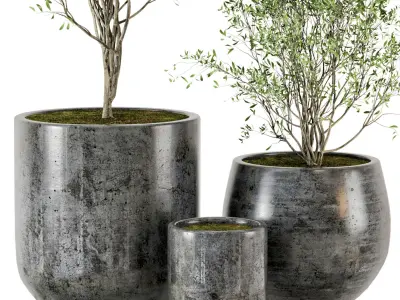 Outdoor Plants tree in Dark Concrete Pot - Set 4 3D model