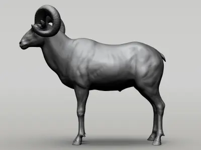 Wild animal collection  10 animals  VOL 2 3D model