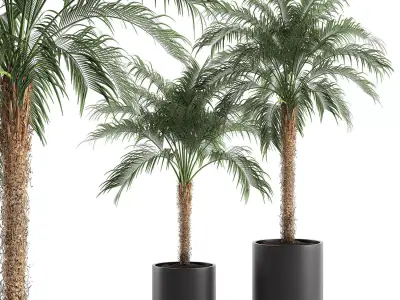 Decorative Phoenix roebelenii palm in a black flowerpot 617 3D model