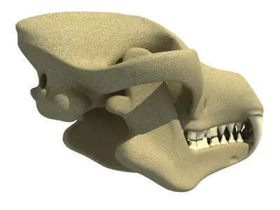Wolf Fox Skull 3D model