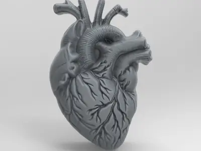 Anatomical Heart 3D Model for 3D Printing and CNC Carving 3D print model