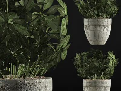 Plants Collection 61 3D model