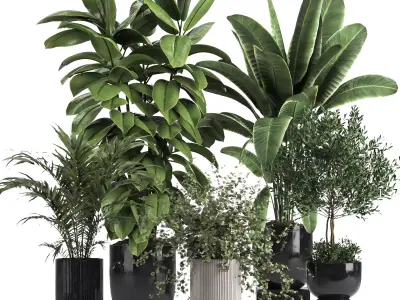 Indoor Collection plant 018 3D model
