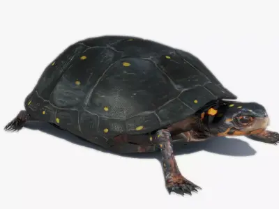Spotted-turtle turtle Low-poly 3D model