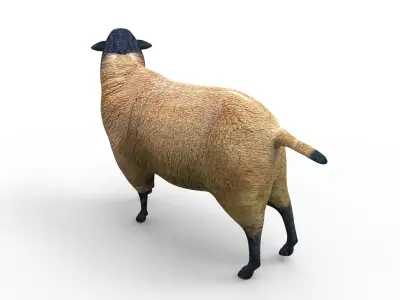 3D Sheep Rigged low poly  Low-poly 3D model