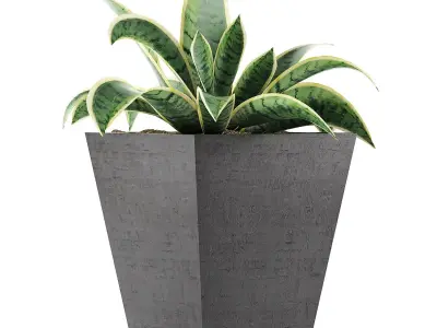 Plants Collection 60 3D model