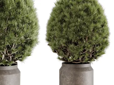  Topiary ball Pine - Outdoor Plants set 238 3D model