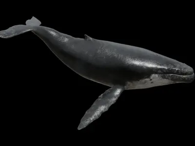 Humpback whale Low-poly 3D model