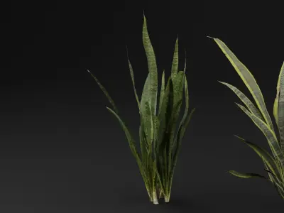 Dracaena Trifasciata Plant 3D model
