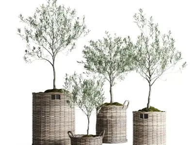 Olive Trees in Wicker Baskets 3D model