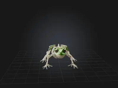 Realistic Frog Skeleton Model Low-poly 3D model