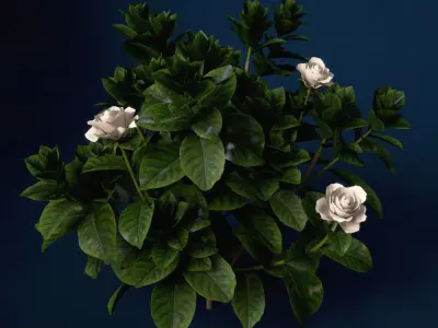 XfrogPlants Gardenia 3D model