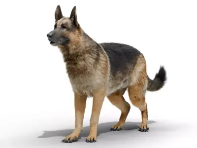 Shepherd German Low-poly 3D model