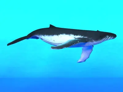 Humpback Whale Low-poly 3D model