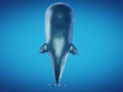 Whale laboon 3D model