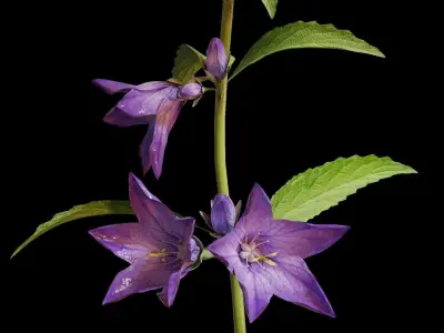 Campanula Perennial bell flower 3D model