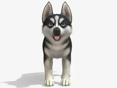 Puppy - Husky Low-poly 3D model