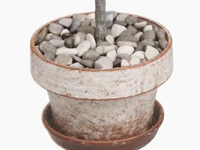 Potted Topiary Buxus 07 3D model