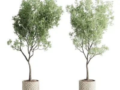 Olive tree in an pattern concrete vase indoor 195 3D model