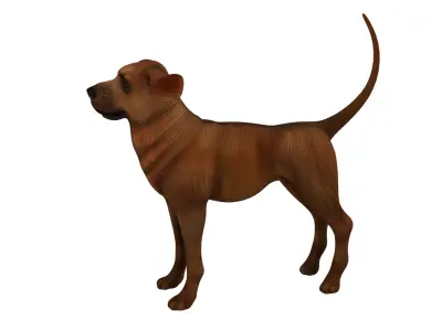 dog  rig  high-poly  textured 3D model