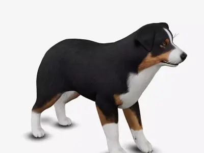 dog AustralianShepherd Low-poly 3D model