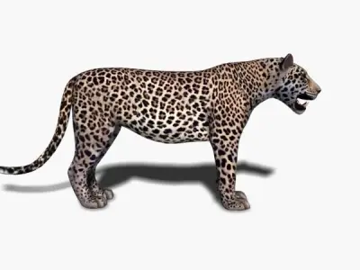Realistic Leopard no fur - 3d model 3D model