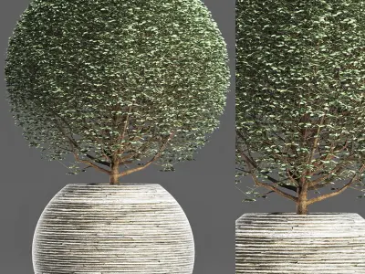 Plants Collection 174 Ligustrum Lucidum 3D model