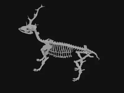 Elk skeleton 3D model