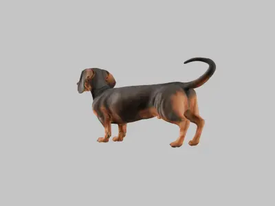 A realistic Dachshund Dog Low-poly 3D model