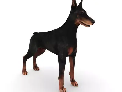 Doberman Low-poly 3D model
