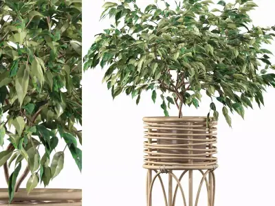 Ficus benjamina in rattan stand 3D model
