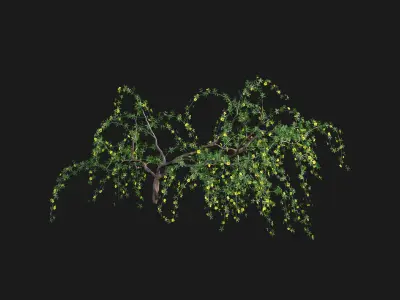 Allamanda cathartica - Golden Trumpet 3D model