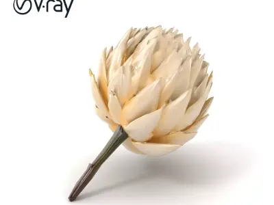 White Protea Snowy Flower Detail model pack Low-poly 3D model
