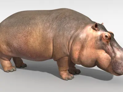 Hippopotamus 3D model
