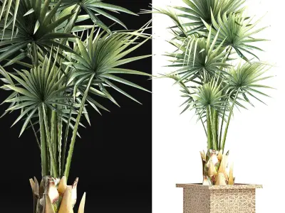 Plants Collection 168 Arabian Sabal Minor 3D model