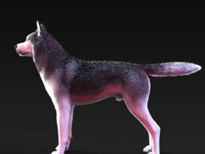 Photo realistic looking Dog Low-poly 3D model