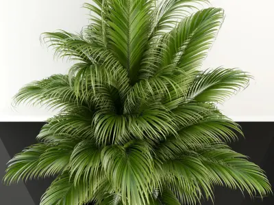 Plants collection 107  3D model